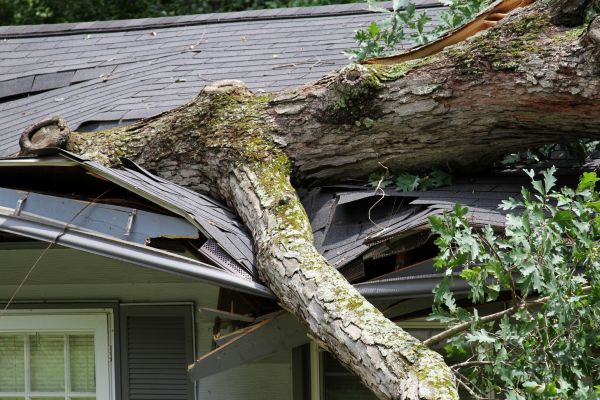 Cost of Storm Remediation in Post Falls