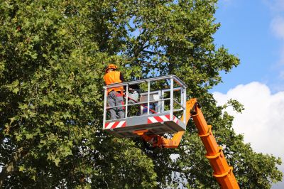 Tree Removal Services